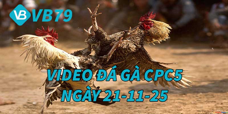 VIDEO GÀ CPC5 NGÀY 21/11/2025